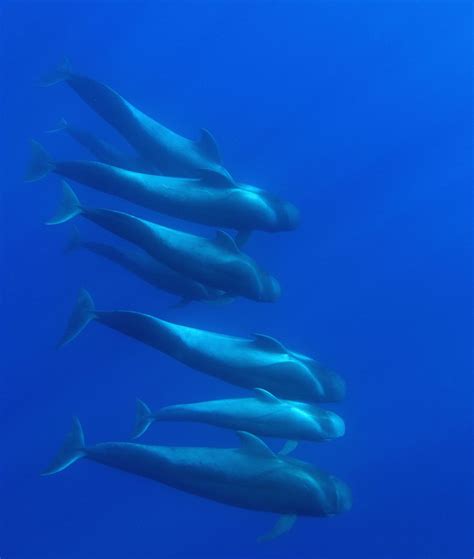 pictures of pilot whales.